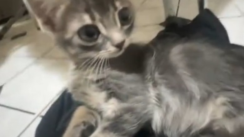 Adorable Kittens That Will Melt Your Heart!