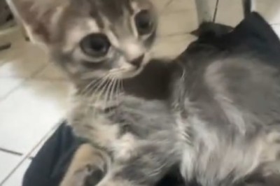 Adorable Kittens That Will Melt Your Heart!