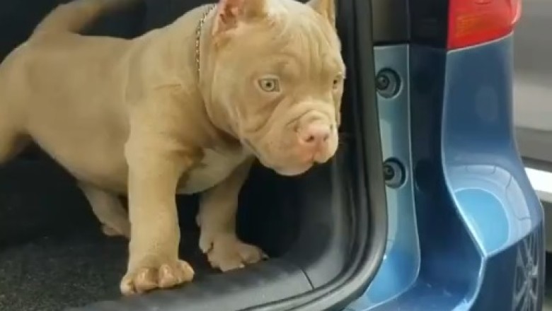 Adorable Small Pitbull Plays Fetch: Heartwarming Moment Caught on Camera!