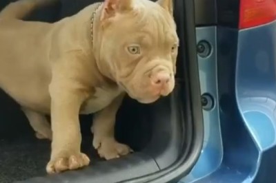 Adorable Small Pitbull Plays Fetch: Heartwarming Moment Caught on Camera!