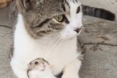 Cat’s Unexpected Friendship with a Mouse
