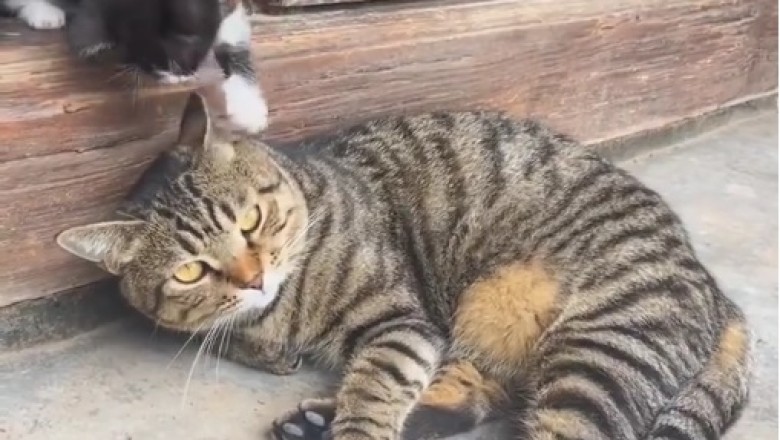 Cuteness Overload! 😻 Cat and Kitten Bond in Adorable Video | Must Watch!