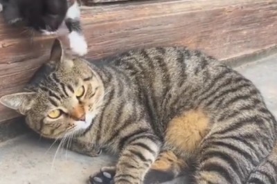 Cuteness Overload! π» Cat and Kitten Bond in Adorable Video | Must Watch!