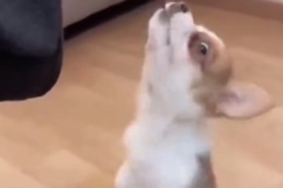 Dog's Funniest Moments Compilation! 🐶😂 Non-Stop Laughter Guaranteed!