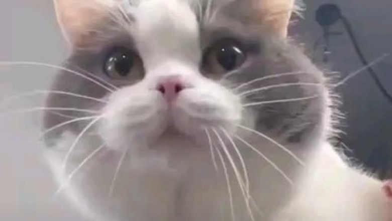 Elegance in Fur: The Grace and Charm of a Beautiful Cat!