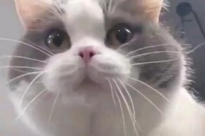 Elegance in Fur: The Grace and Charm of a Beautiful Cat!