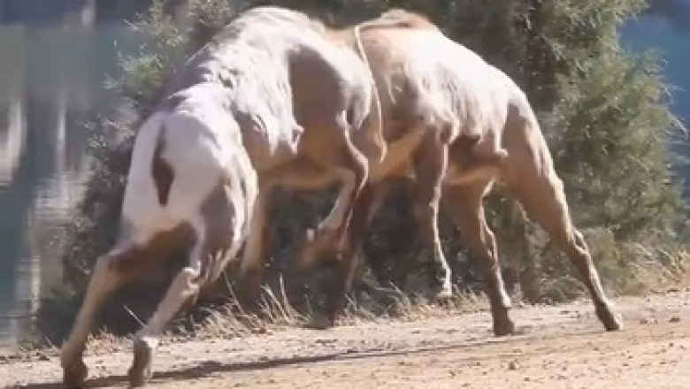 Epic Battle: Two Sierra Nevada Bighorn Sheep in a Fierce Quarrel!