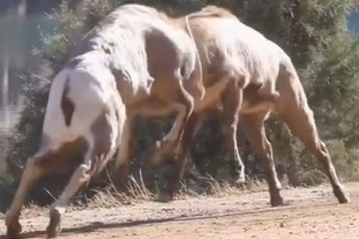 Epic Battle: Two Sierra Nevada Bighorn Sheep in a Fierce Quarrel!