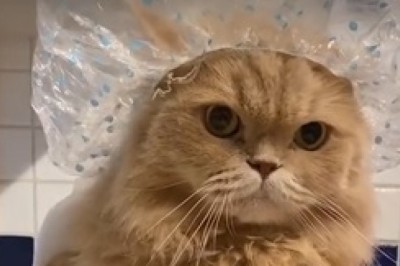Hilarious Cat Bath Time: Watch This Grumpy Feline's Reaction!