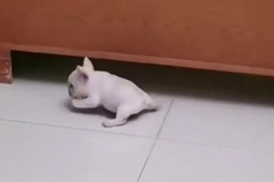 Puppy's Slippery Snow Day! 🐾❄️ Adorable Winter Antics Caught on Camera