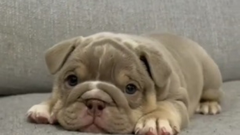 Surly Puppy’s Hilarious Grumpy Moments! 🐶😠 | Watch This Adorable Attitude