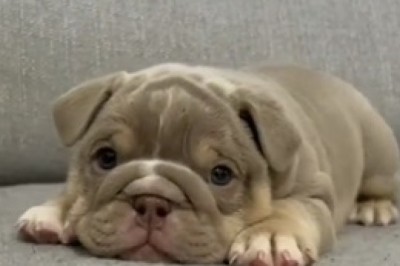 Surly Puppy’s Hilarious Grumpy Moments! 🐶😠 | Watch This Adorable Attitude