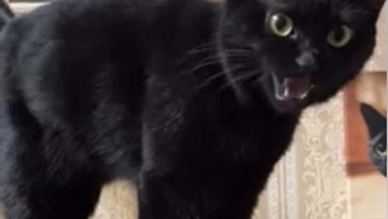 The Graceful Beauty of a Stunning Cat: Mesmerizing Moments!