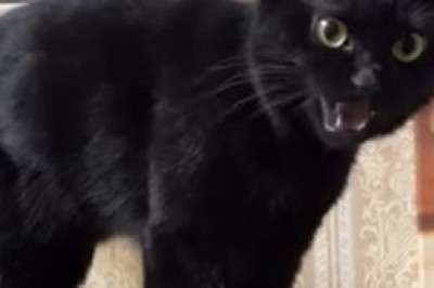 The Graceful Beauty of a Stunning Cat: Mesmerizing Moments!