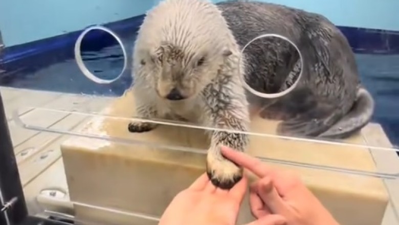 Up Close with Sea Otters! 🦦 POV Adventure | Adorable Wildlife Encounter