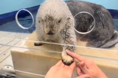 Up Close with Sea Otters! 🦦 POV Adventure | Adorable Wildlife Encounter