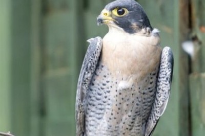 This is How the Fastest Bird on the Planet Fought World War II
