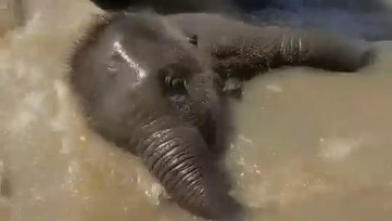 Adorable Baby Elephant Enjoys Playful Shower – Cutest Thing You'll See Today!