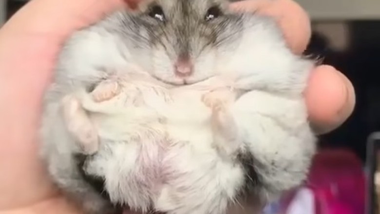 "Hamster Ball Bonanza: Tiny Adventurer on the Move!