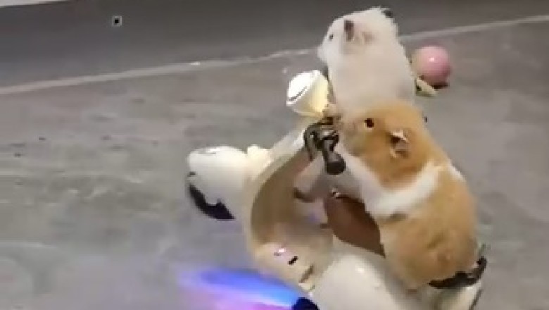 Hamster Biker Duo: Adorable Adventure on Two Wheels!