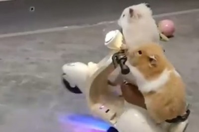 Hamster Biker Duo: Adorable Adventure on Two Wheels!