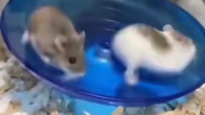 Hamsters Spin-Fest: Tiny Dancers on a Rotating Dish!