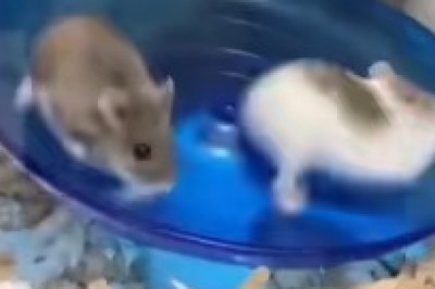 Hamsters Spin-Fest: Tiny Dancers on a Rotating Dish!