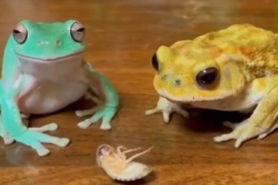 Hilarious Frog Feast: Watch These Frogs Munch Away!