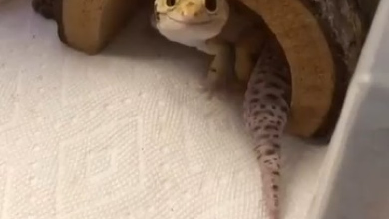 Hilarious Reptile Antics: Watch These Funny Reptilian Moments!