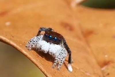 Mesmerizing Dancing Spiders: Araneae Show Off Their Moves in Stunning Video!