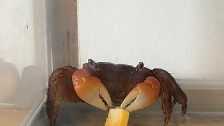 Mesmerizing Red Clawed Crab Feasting: Watch Nature's Tiny Diner in Action!
