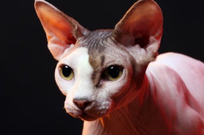 Oriental Shorthair Cats: The Sleek Beauties with Personality Plus!