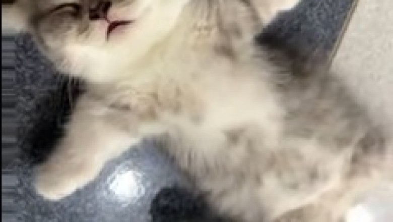 "Persian Kitten's Cuteness Overload: Playful & Adorable Moments!
