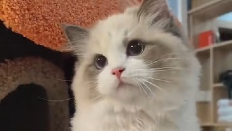 Ragdoll Cat's Hilarious Antics: Cute & Funny Moments Compilation!