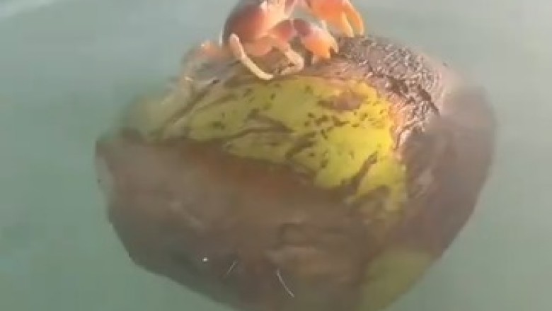 Red Clawed Crab's Grand Adventure: Watch Him Find and Board His Own Boat!