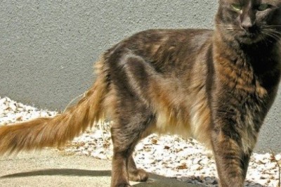 Tortoiseshell Cats: The Colorful Charmers Stealing Hearts Everywhere!