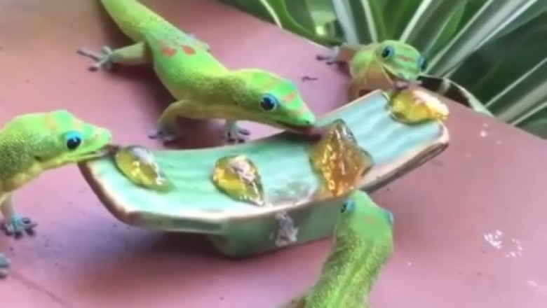 Watch This Hilarious Reptile Feast: Group of Reptiles Enjoying a Meal Together!