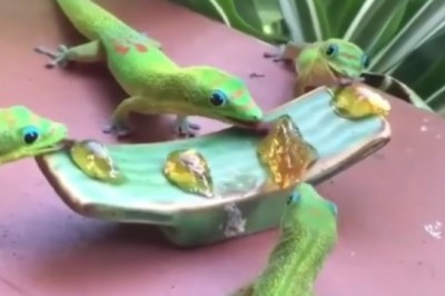 Watch This Hilarious Reptile Feast: Group of Reptiles Enjoying a Meal Together!