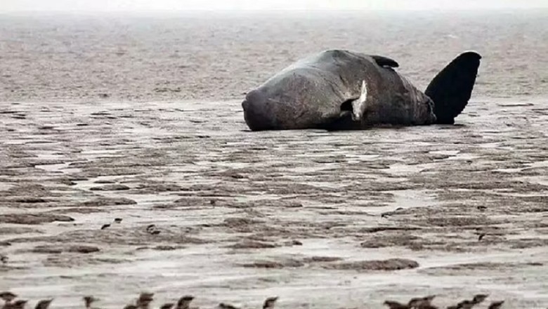 Rescued from Despair: How a 50-Ton Whale Taught Us the Power of Unity!