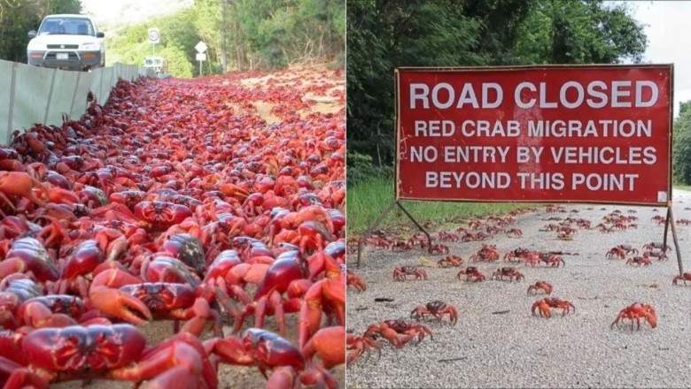 The Incredible Journey of Christmas Island's Red Crabs: Nature's Vibrant Migration!