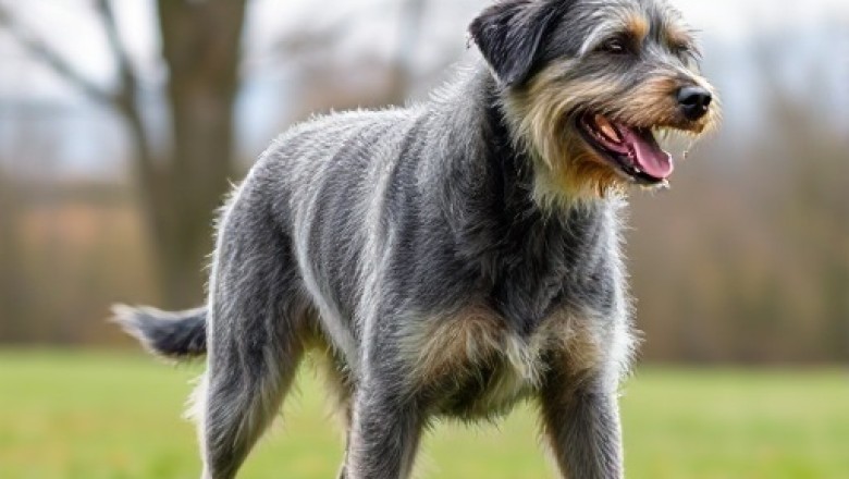 14 Irish Wolfhound Mix Breeds: The Popular and Adorable Hybrid Dogs