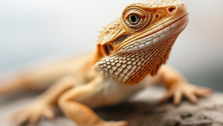 Can Bearded Dragons Eat Basil? A Comprehensive Guide