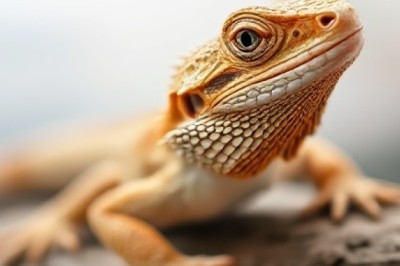 Can Bearded Dragons Eat Basil? A Comprehensive Guide