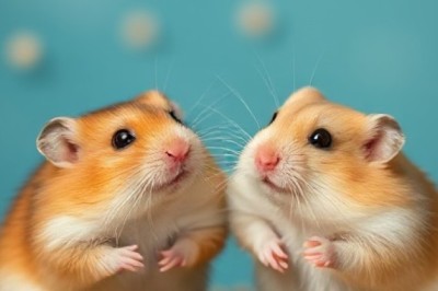 Can Hamsters Eat Apples? Everything You Need to Know