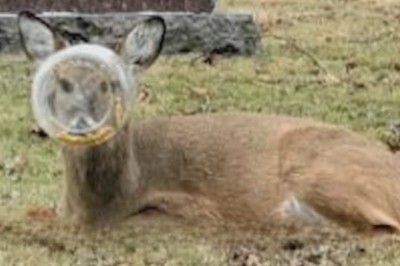 Chicago Deer’s Incredible Escape: The Great Plastic Jar Rescue!