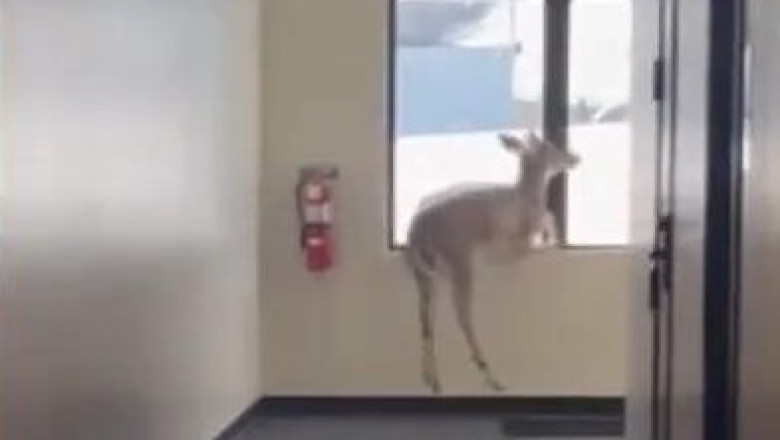 Deer Goes Wild: A Hilarious Break-In at a Michigan Doctor's Office!