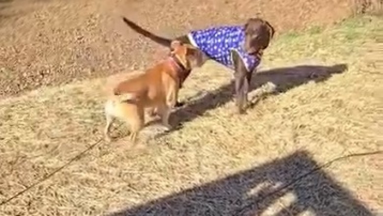 Double the Fun: Two Doggos, One Playtime Adventure