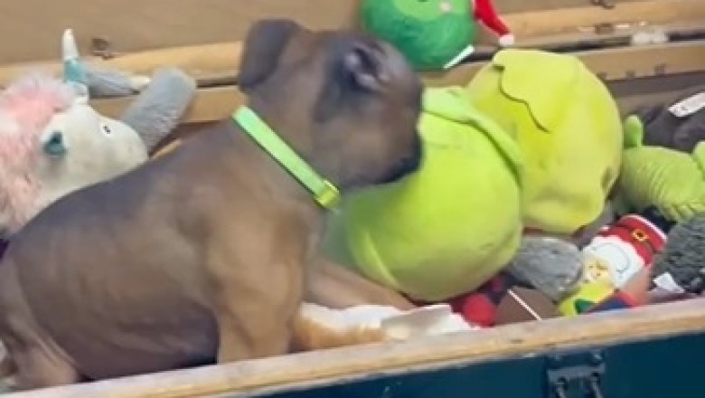Hilarious Pooch Antics: Dog Day Funnies