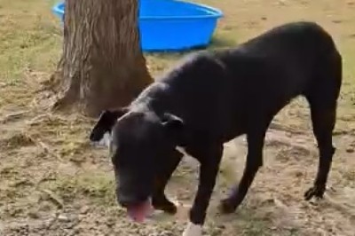 Meet Leo: The Adorable Black Dog Ready to Steal Your Heart!