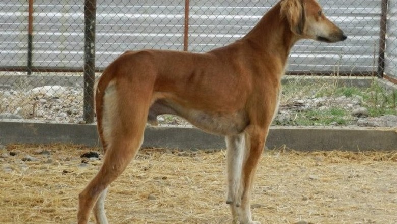 Meet the Tazy: The Ancient Sighthound Stealing Hearts and Chasing Rabbits Across Central Asia!